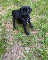 Little Girl Purple, a female Pug for sale in Ocala, FL – 2 of 2