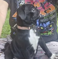 Princess Fiona , a female Pug for sale in Ocala, FL – 3 of 3
