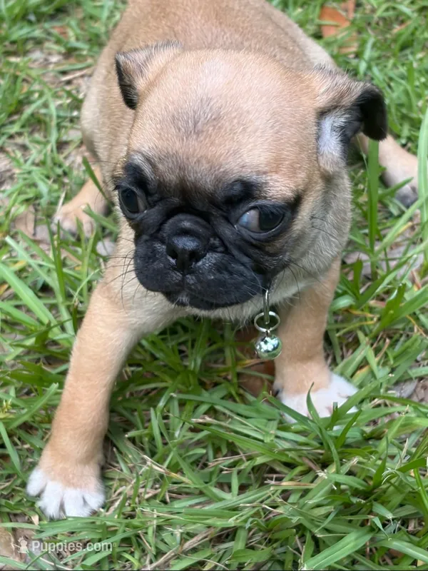 Lilac Girl – Pug puppy on hold in Ocala, FL