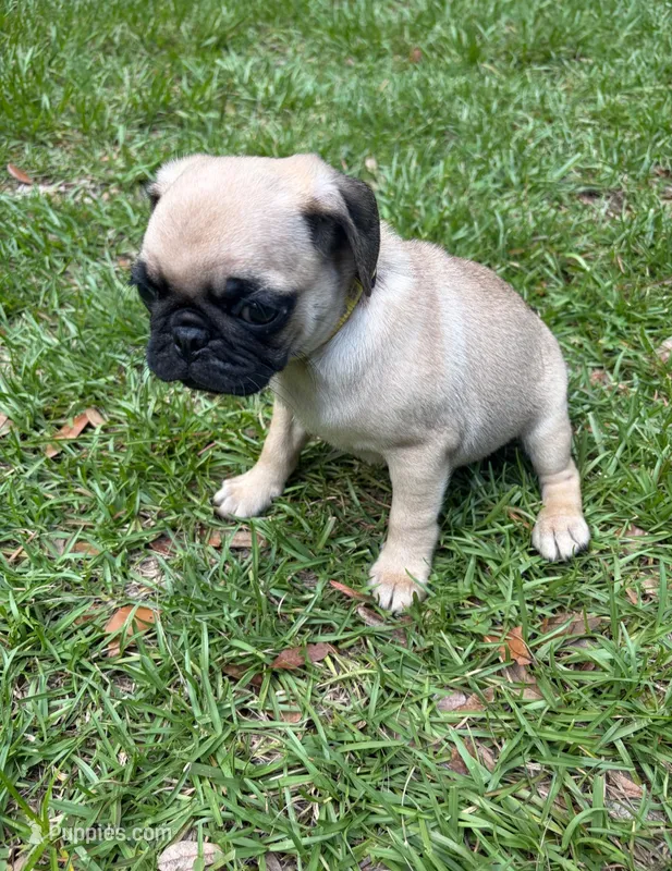 Big Boy Yellow – Pug puppy for sale in Ocala, FL