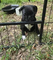Princess Fiona , a female Pug for sale in Ocala, FL – 2 of 3