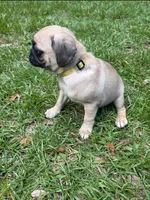 Big Boy Yellow, a male Pug for sale in Ocala, FL – 2 of 2