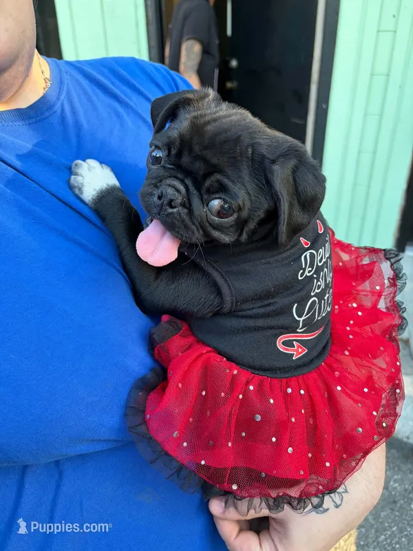 Little girl pink – Pug puppy for sale in Ocala, FL