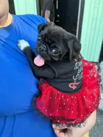 Little girl pink, a female Pug for sale in Ocala, FL – 1 of 5