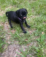 Little Girl Purple, a female Pug for sale in Ocala, FL – 1 of 2