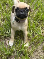 Lilac Girl, a female Pug for sale in Ocala, FL – 2 of 2