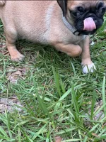 Boy Gray, a male Pug for sale in Ocala, FL – 2 of 2