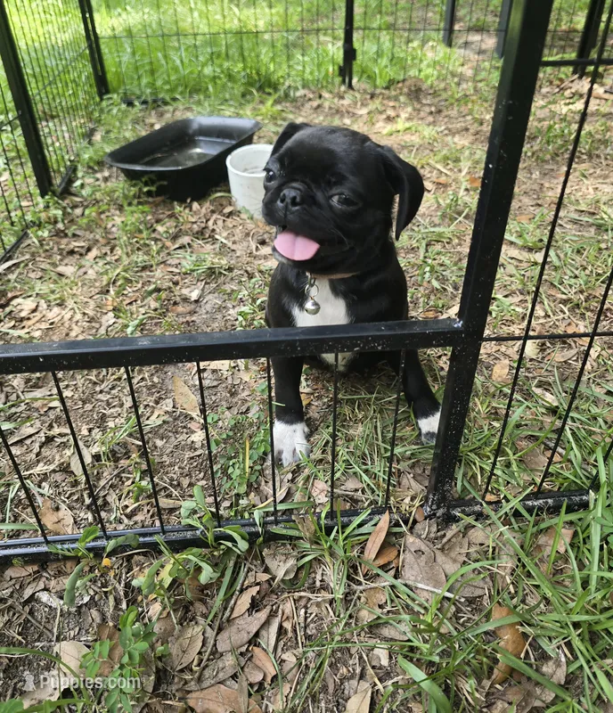 Princess Fiona  – Pug puppy for sale in Ocala, FL