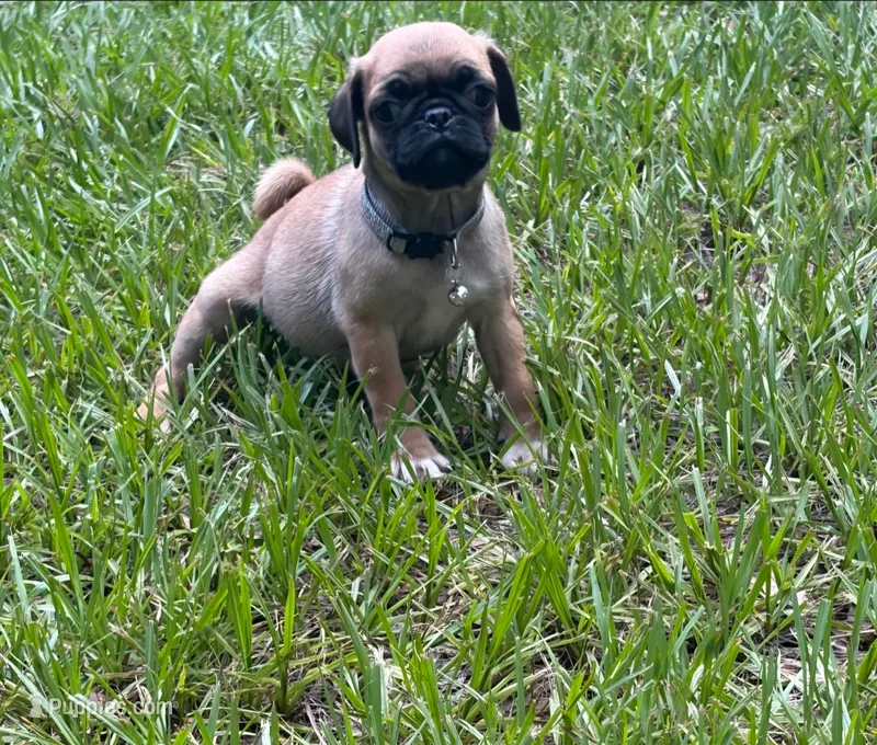 Boy Gray – Pug puppy for sale in Ocala, FL
