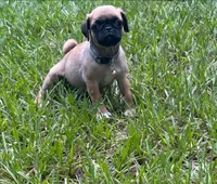 Boy Gray, a male Pug for sale in Ocala, FL – 1 of 2