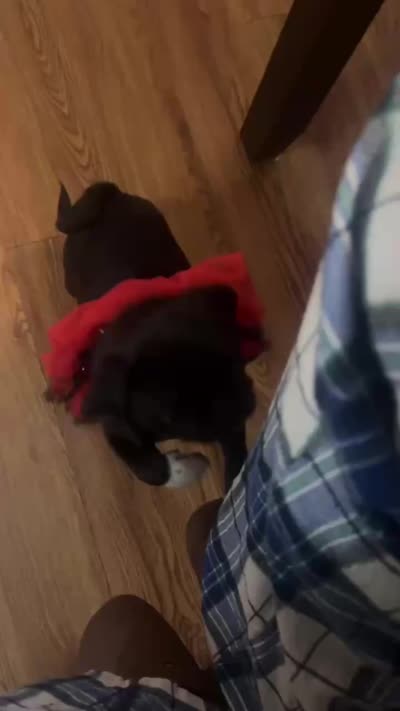 Little girl pink, a female Pug for sale in Ocala, FL – 3 of 5