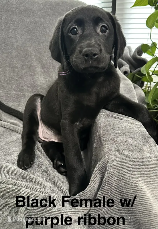 Black Female w/purple ribbon – Labrador Retriever puppy for sale in Bourbonnais, IL