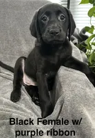 Black Female w/purple ribbon, a female Labrador Retriever for sale in Bourbonnais, IL – 1 of 1