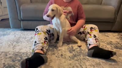 Yellow Male, a male Labrador Retriever for sale in Ocala, FL – 2 of 2