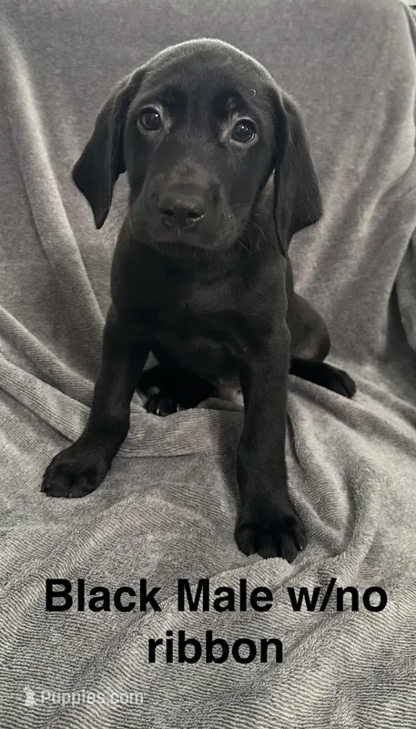 Black Male – Labrador Retriever puppy for sale in Bourbonnais, IL