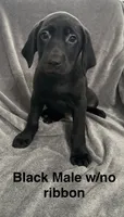 Black Male, a male Labrador Retriever for sale in Bourbonnais, IL – 1 of 1