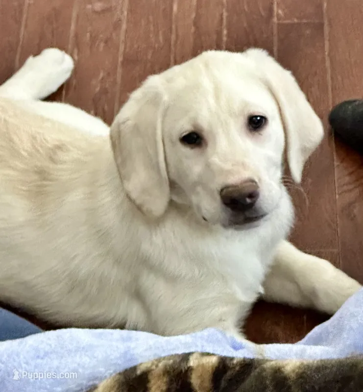 Yellow Male - blue ribbon