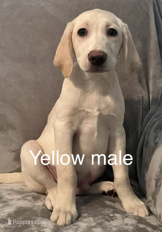 Yellow Male – Labrador Retriever puppy for sale in Ocala, FL
