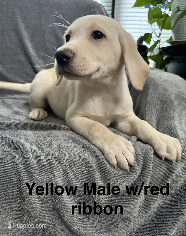 Yellow Male – Labrador Retriever puppy for sale in Bourbonnais, IL