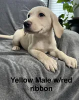 Yellow Male, a male Labrador Retriever for sale in Bourbonnais, IL – 1 of 1