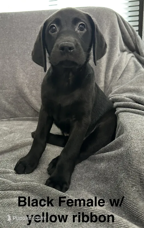 Black Female w/yellow ribbon  – Labrador Retriever puppy for sale in Bourbonnais, IL