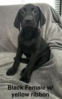 Black Female w/yellow ribbon , a female Labrador Retriever for sale in Bourbonnais, IL – 1 of 1