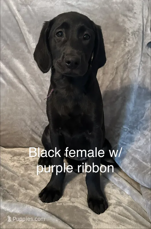 Black Female w/purple ribbon – Labrador Retriever puppy for sale in Ocala, FL