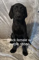 Black Female w/purple ribbon, a female Labrador Retriever for sale in Ocala, FL – 1 of 1