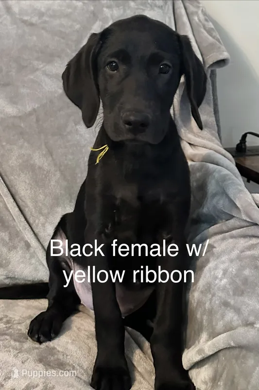 Black Female w/yellow ribbon  – Labrador Retriever puppy for sale in Ocala, FL