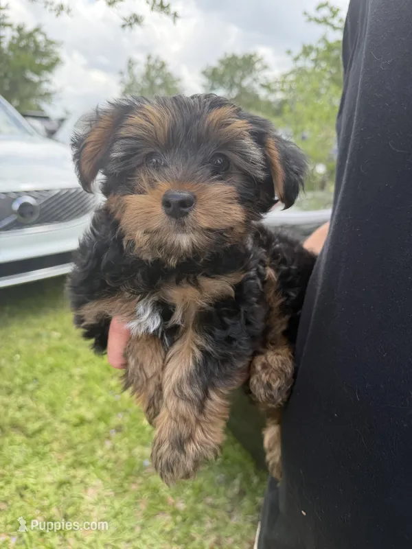 Jack  – Yorkshire Terrier puppy for sale in Fort Myers Beach, FL