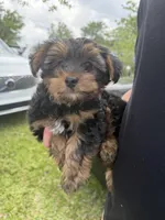 Jack , a male Yorkshire Terrier for sale in Fort Myers Beach, FL – Photo 1 of 4