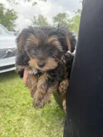 Jack , a male Yorkshire Terrier for sale in Fort Myers Beach, FL – Photo 4 of 4