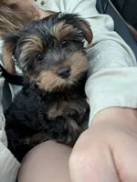 Jack , a male Yorkshire Terrier for sale in Fort Myers Beach, FL – Photo 3 of 4