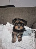 Jack , a male Yorkshire Terrier for sale in Fort Myers Beach, FL – Photo 2 of 4