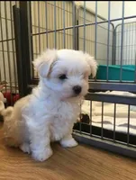 Bryson, a male Maltese for sale in Bloomington, IN – Photo 1 of 2
