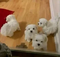 Bryson, a male Maltese for sale in Bloomington, IN – Photo 2 of 2