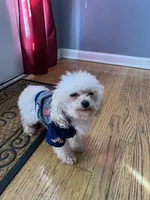 Max, a male Poodle - Toy  for sale in Atlanta, GA – Photo 5 of 6