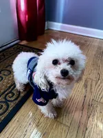 Max, a male Poodle - Toy  for sale in Atlanta, GA – Photo 3 of 6