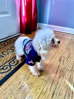 Max, a male Poodle - Toy  for sale in Atlanta, GA – Photo 2 of 6