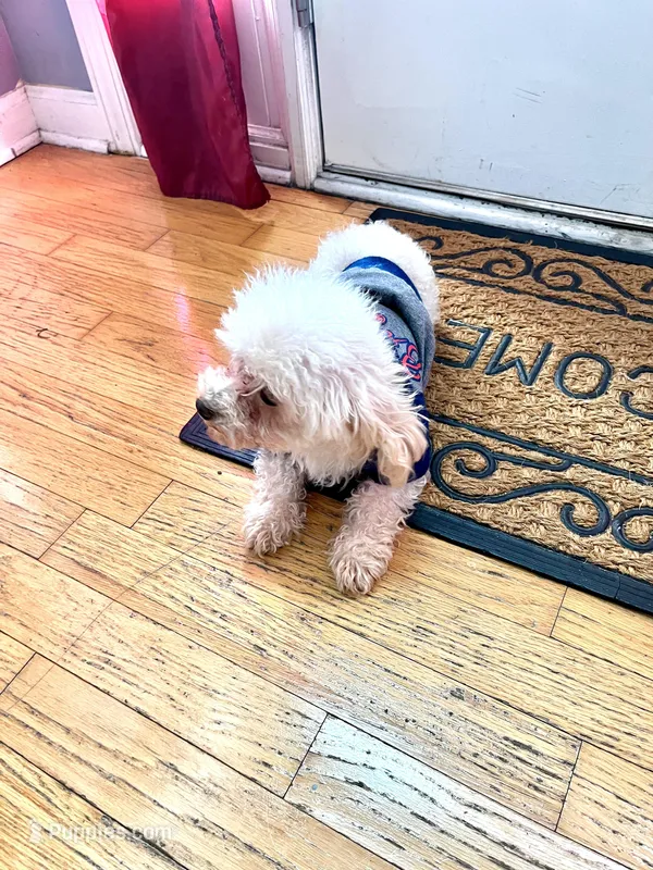 Max – Poodle - Toy  puppy for sale in Atlanta, GA