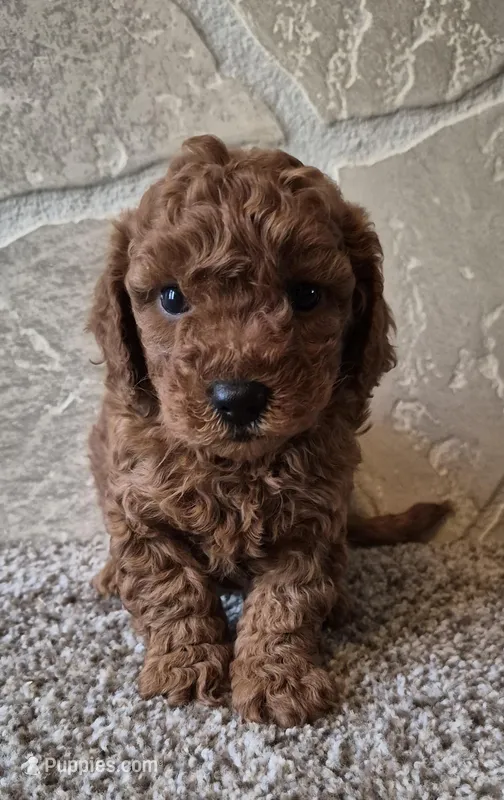 Maple – Cavapoo puppy for sale in Millersburg, OH