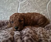 Maple, a female Cavapoo for sale in Millersburg, OH – Photo 1 of 5