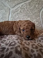 Maple, a female Cavapoo for sale in Millersburg, OH – Photo 4 of 5