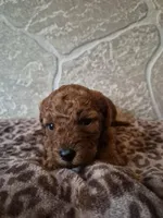 Maple, a female Cavapoo for sale in Millersburg, OH – Photo 3 of 5