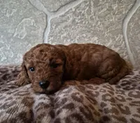 Maple, a female Cavapoo for sale in Millersburg, OH – Photo 2 of 5