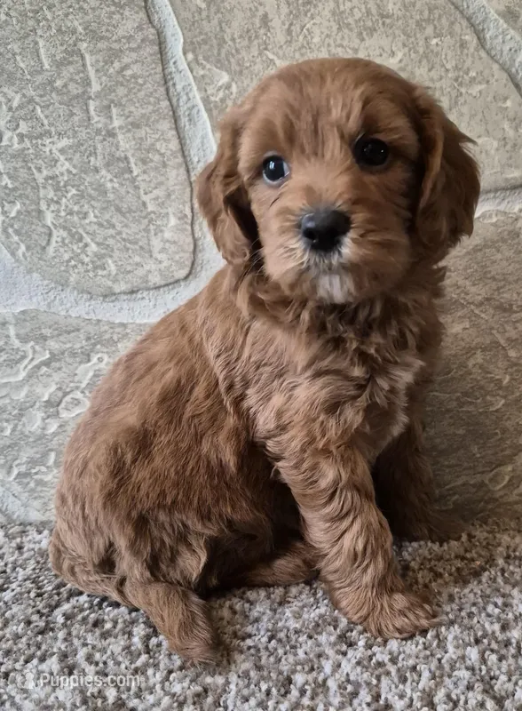 Cinnamon  – Cavapoo puppy for sale in Millersburg, OH