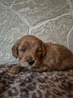 Cinnamon , a female Cavapoo for sale in Millersburg, OH – Photo 4 of 4