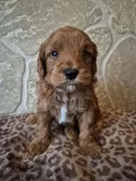 Cinnamon , a female Cavapoo for sale in Millersburg, OH – Photo 1 of 4