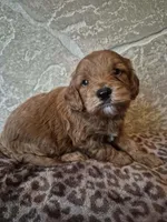Cinnamon , a female Cavapoo for sale in Millersburg, OH – Photo 2 of 4