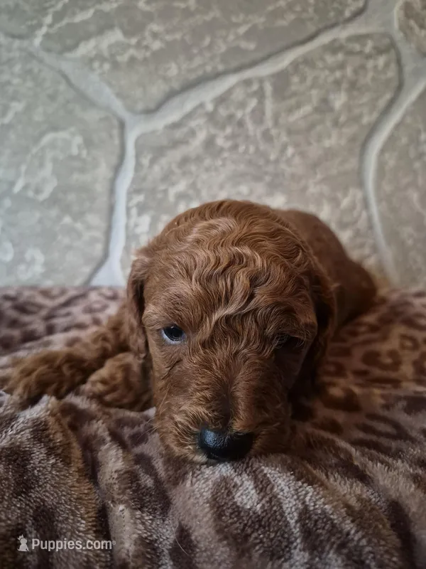 Leo – Cavapoo puppy for sale in Millersburg, OH